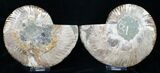 Polished Ammonite Pair - Crystal Pockets #11784-3